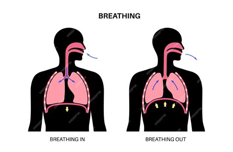 Premium Vector | Breathing process poster