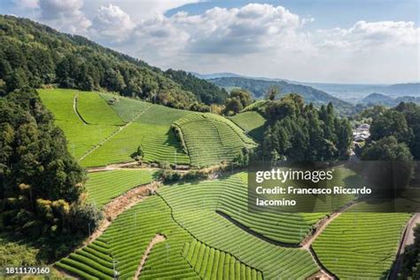 Tea Plantations Japan 的图像结果