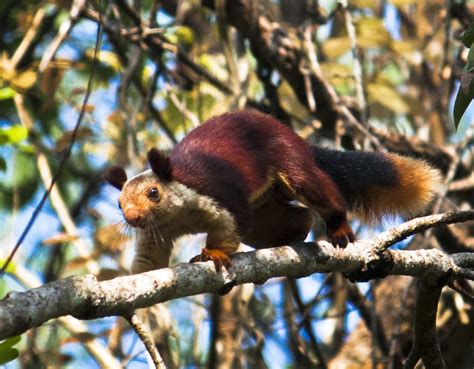 Malabar Giant Squirrel