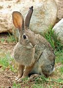 Image result for Funny Wild Rabbit