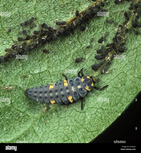 Black Ladybug Larvae