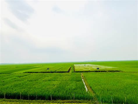 How Climate-Resilient Short-Duration Cold-Tolerant Rice is Securing Farmers’ Livelihood in Haor ...