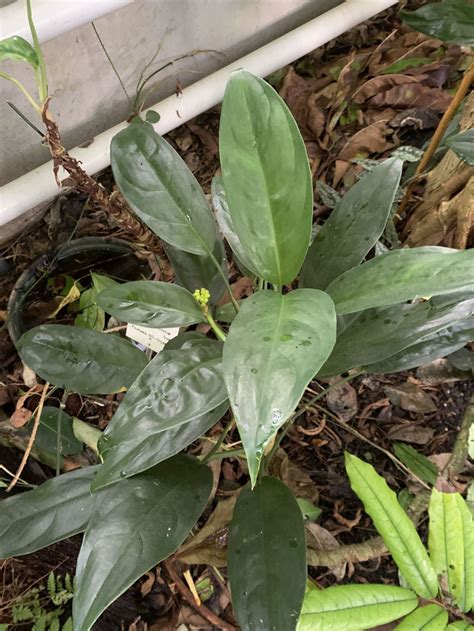 Aglaonema commutatum | Hortus Botanicus Leiden, Netherlands