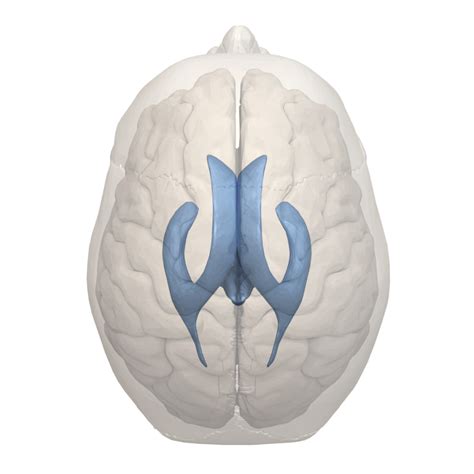Cerebral Ventricles | Overview, Anatomy, Facts & Systems