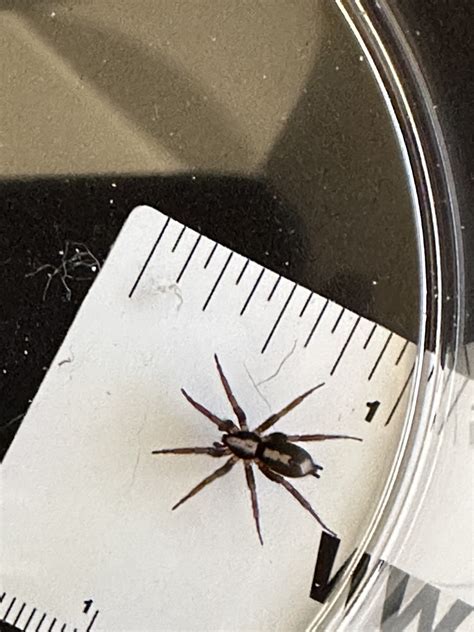 Herpyllus ecclesiasticus (Eastern Parson Spider) in Nebraska United States