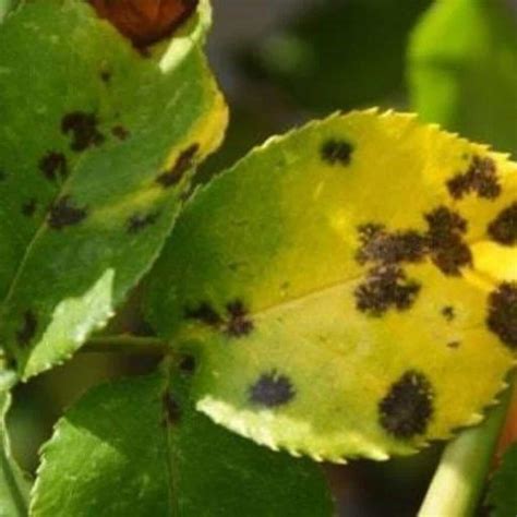 Black Spot On Roses: What To Do And How to Prevent It