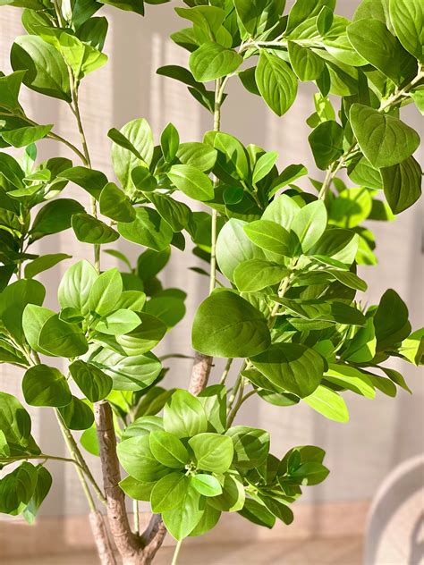 Artificial Dense Peperomia Plant - 5 Feet – Mason Home