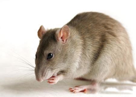 怎么样才能消灭家里的老鼠幼虫（怎么样才能消灭家里的老鼠幼崽） - 长跑生活