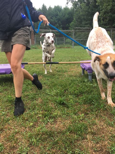 Enrichment Dog Daycare (Jobs 4 Dogs) | Royal Pets Hotel & Enrichment ...