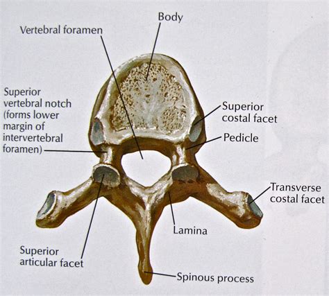 Facet Joint Vertebrae Anatomy at Skye Kingsley blog