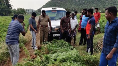 கல்வராயன்மலையில் விவசாய நிலத்தில் கஞ்சா செடி வளர்ப்பு; ஒருவர் கைது ...