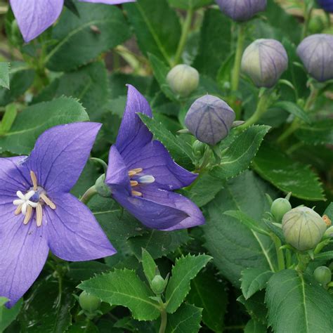 Platycodon (Balloon Flower) care