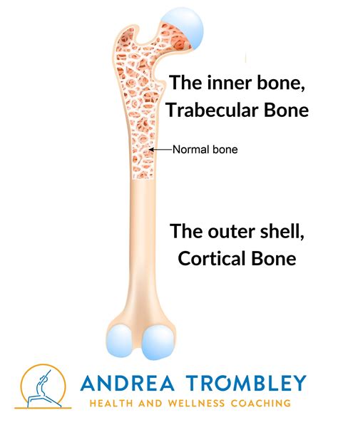 What Is A Trabecular Bone Score? — Andrea Trombley Physical Therapy and Yoga