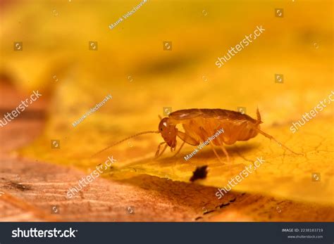 Cockroach Nocticola Genus Cockroaches Family Nocticolidae Stock Photo 2238183719 | Shutterstock