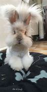 Image result for Angora Baby Bunnies