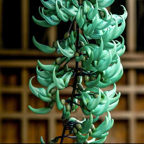 Nema/Blue Jade Vine (Strongylodon macrobotrys) Live Plant – Bloomica