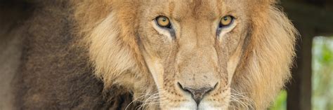 FOUR PAWS Rescues Traumatised Lion From Slovakia - FOUR PAWS ...