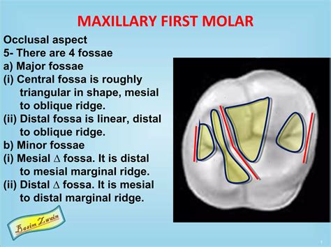 Permanent maxillary molars | PPT