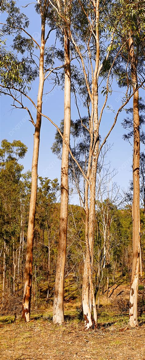 Australian Panoramic Landscape Tall Gum Trees Eucalypt Eucalyptus ...