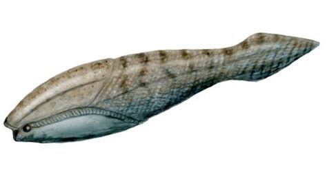 Image result for Fish Stink Meme