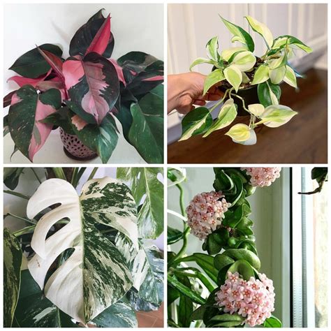What plants are on your dream wish list? Some of these may never happen, but plant prices are ...