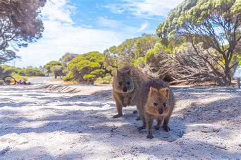 The Smiling Quokka What Makes It So Adorable? - Animals Around The Globe