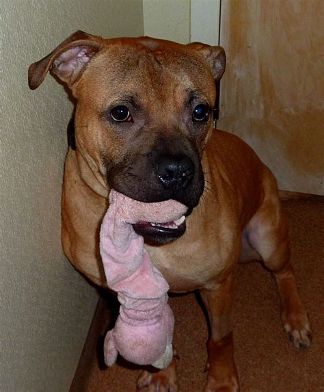 Ausgewachsener Boxer Pitbull Mix Cane Corso Adoption In Jamestown, NY:
