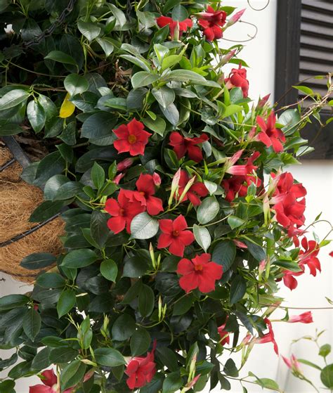 super pretty! a new plant called Mandevilla Sunparacore. It's a bedding ...