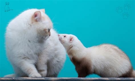 Ferret vs Python 的图像结果