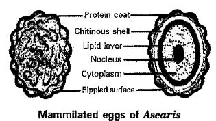 Describe the structure and life cycle of Ascaris lumbricoides with the ...