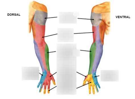Peripheral Nerve Distribution 的图像结果