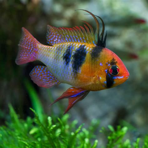 Image result for Scripts JavaScript JS