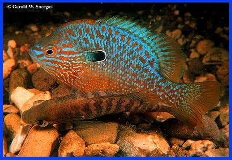 Image result for Native Fish Tank