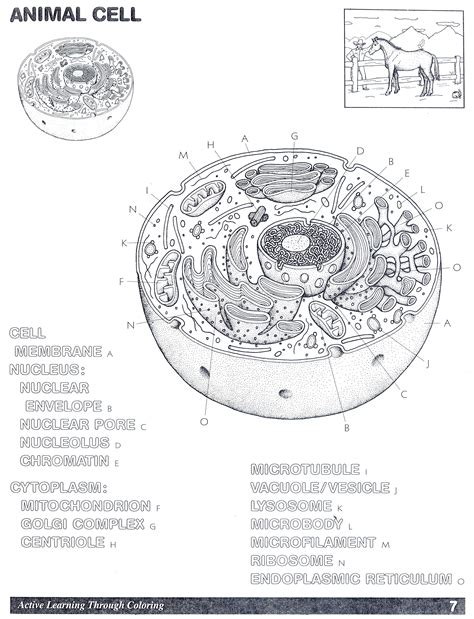 Animal Cell Coloring Page - Coloring Home