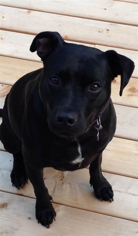 Black Pitbull Lab Mix