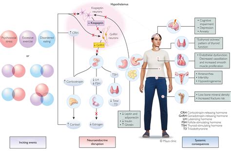 Functional Hypothalamic Amenorrhea: Recognition and Management of a ...