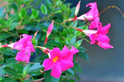 Small Flowering Plants For Full Sun 6 Top Plants For Full Sun