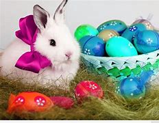 Image result for Colorful Bunny Images