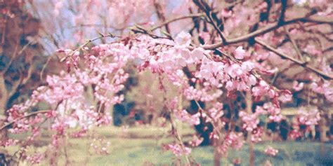 2022宛委山最美的时刻，便是樱花花期时节，每年的三月中至四月中，宛委山脚下栽种着的4000多株150..._宛委山-评论-去哪儿攻略