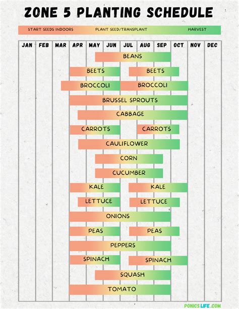 West Virginia Vegetable Planting Calendar: A Quick and Easy Guide