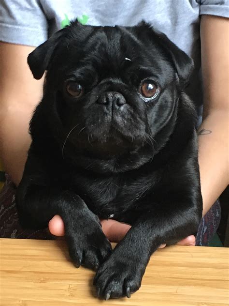 Betty. Built for mischief. https://ift.tt/2NTc6rN | Black pug puppies ...