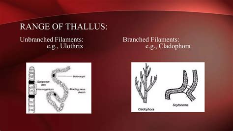 Chlorophyta: (Green Algae) The Phylum of Kingdom Protista. | PPT