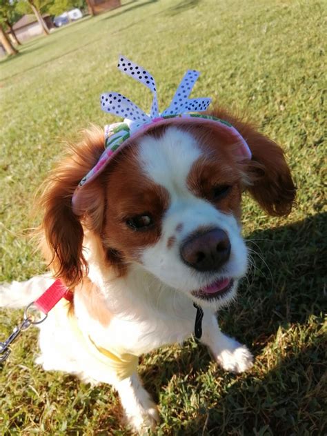 Noah's Ark, Auch: Information, Tickets and Reviews