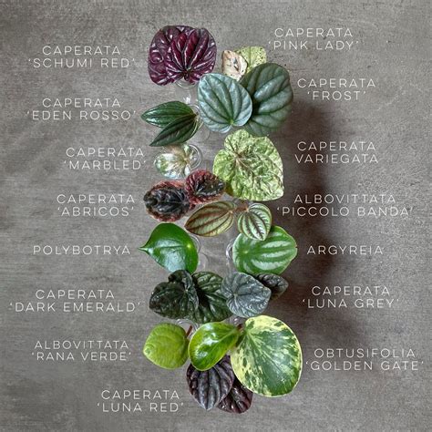 Peperomia Plants: How to Care and Find Your Perfect Plant | Plantcarefully