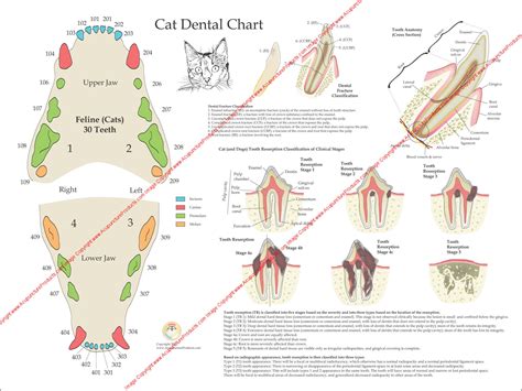 Printable Feline Dental Chart