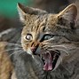 Image result for Wildcat