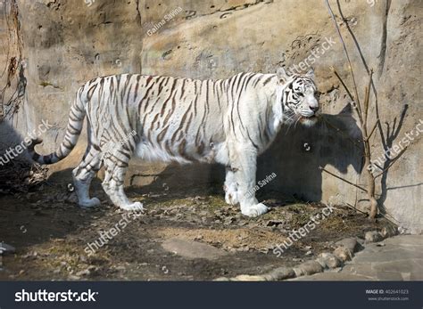Bengali White Tiger Bengaliwhite Tiger Rare Stock Photo 402641023 | Shutterstock
