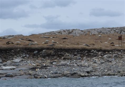Visiting Seal Island, Maine — Hurricane Island Center for Science and ...