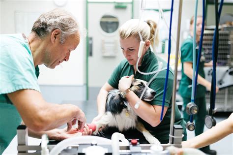 Survey findings of SVNs and newly qualified nurses - BVNABritish Veterinary Nursing Association