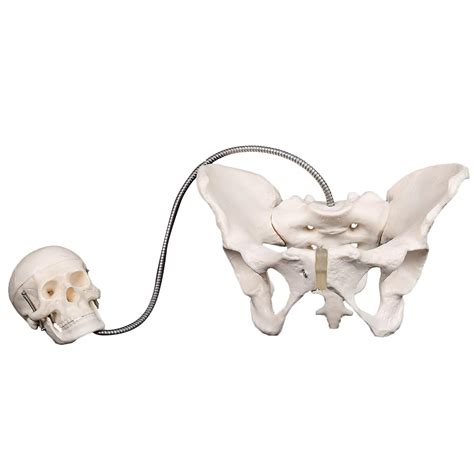 Kay Kay Industries Birth Demonstration Model, Set Includes Female ...